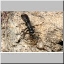 Pompilus cinereus - Wegwespe w50b mit Arctosa perita - Wolfspinne - Teverener Heide.jpg